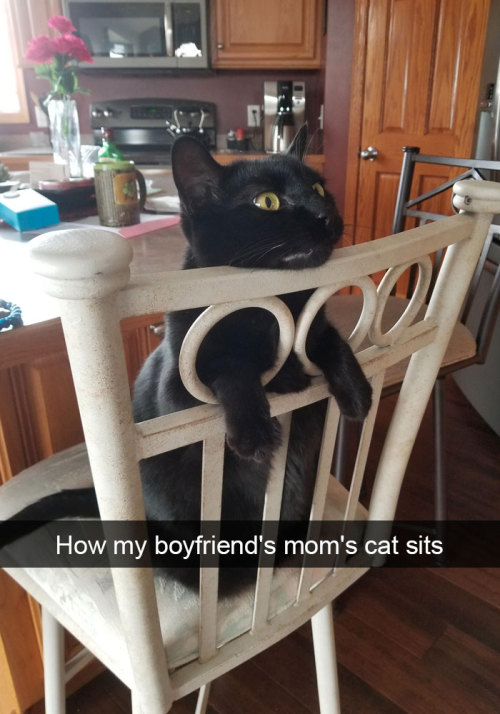 funny cat - Cat - How my boyfriend's mom's cat sits