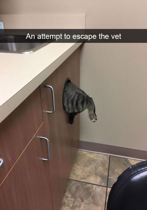 funny cats - cat photos taken at the right moment - An attempt to escape the vet