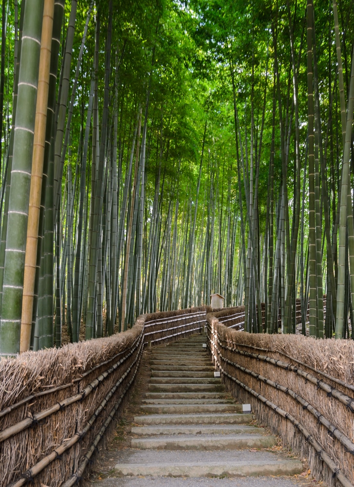 Can you just smell the wood and freshness of this Bamboo Forest? The seclusion and personal space