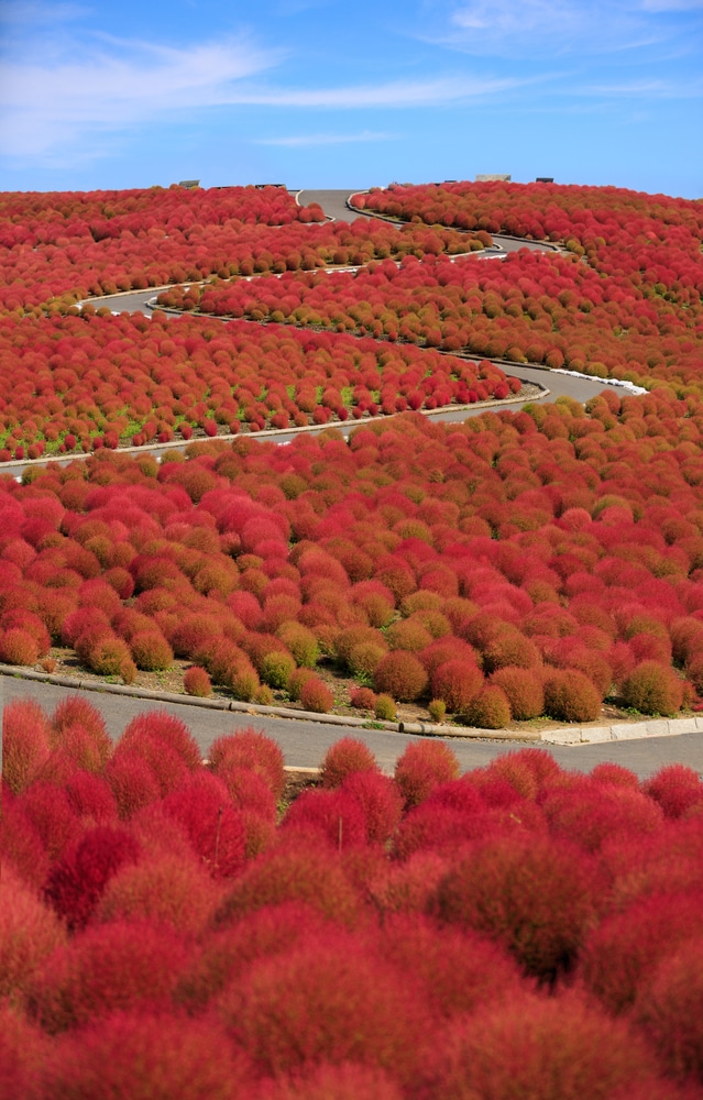 The vista of Hitachi State Park, beautiful and peaceful, as far as the eye can see. Focus on this and think of the positive in your life, the vibrancy and happiness.