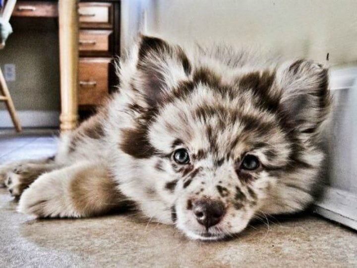 Fall in love with those eyes of this Australian Pom