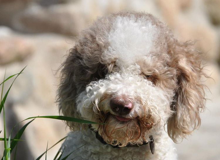 This Lagotto Romagnola looks like he's got trouble on the mind (but you can't even be mad with a face like that)