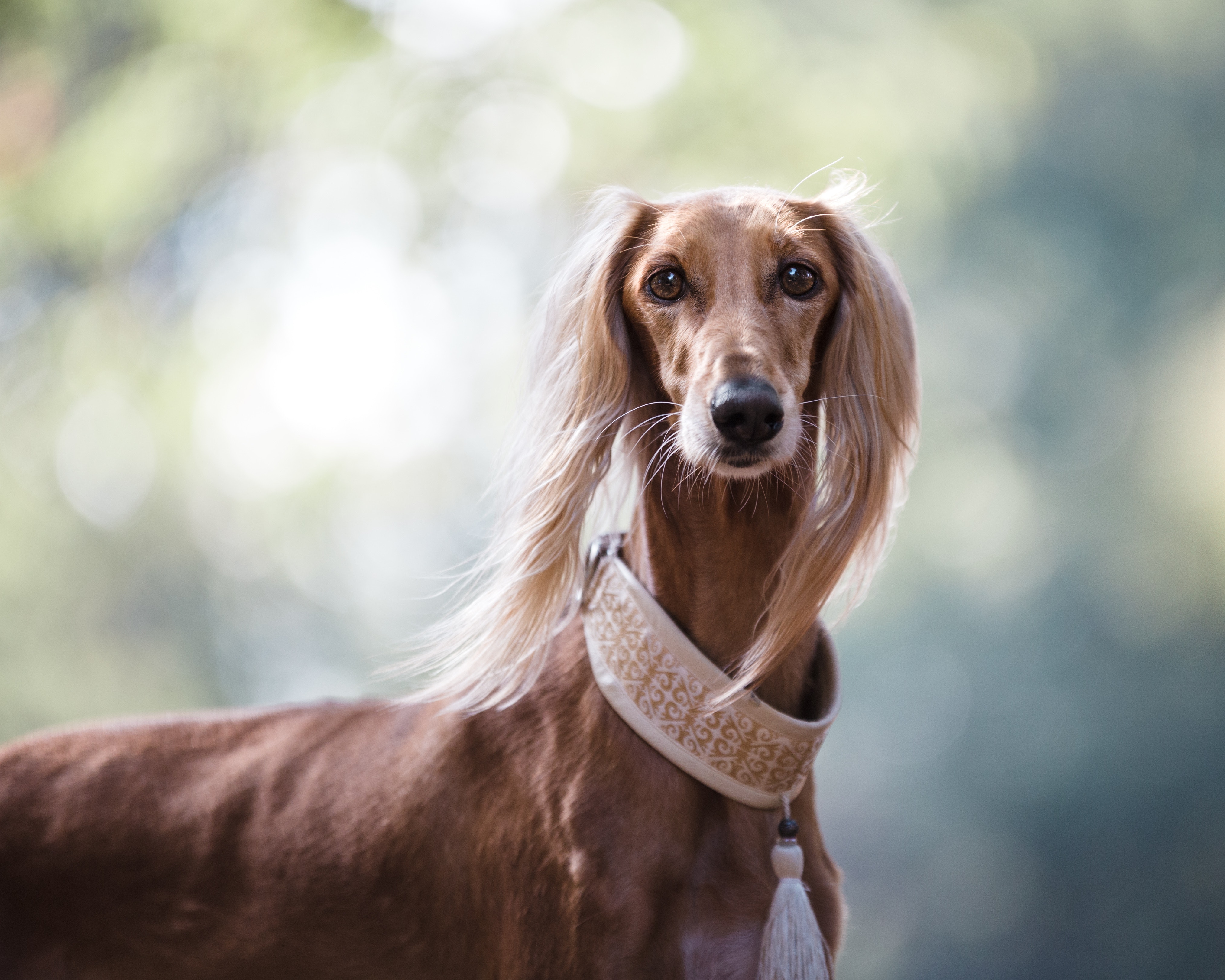 The Saluki is so elegant and graceful looking.