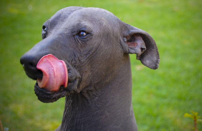 The Xoloitzcuintli is as weird looking as her name but hey, no worries about grooming or shedding!