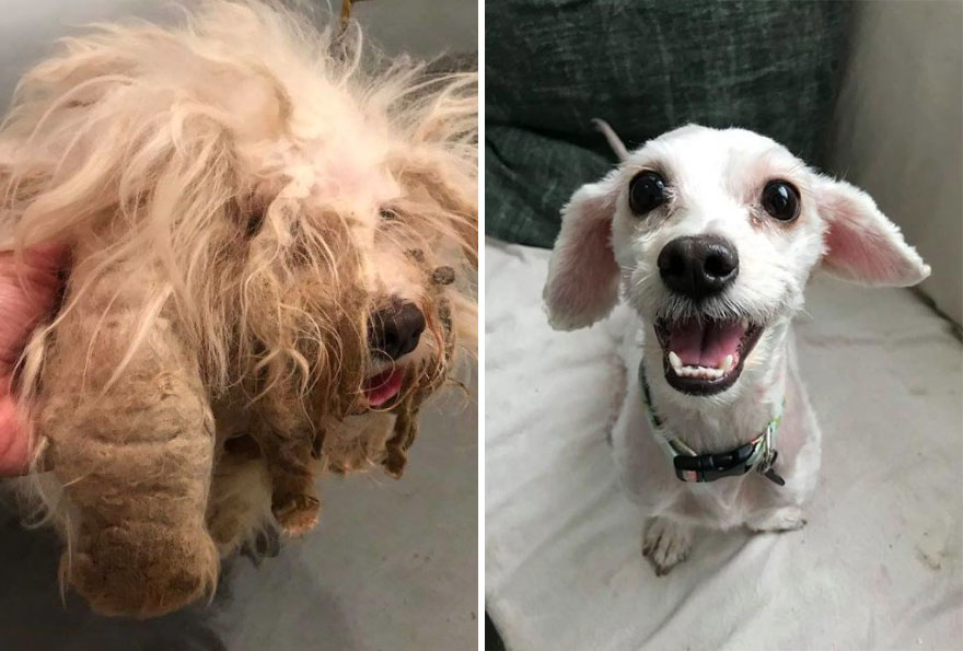 Before & After Animal Adoptions Pictures That Will Give You Warm Fuzzies