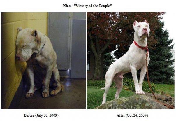 Before & After Animal Adoptions Pictures That Will Give You Warm Fuzzies