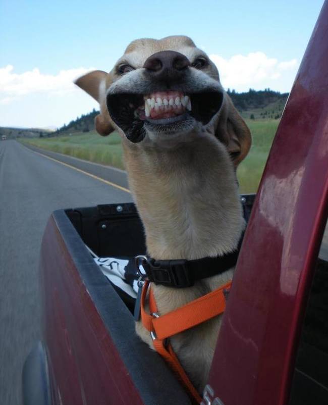 15 Dopey Dogs You Can't Get Enough Of