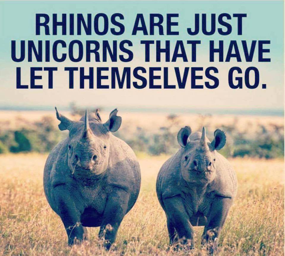 rhinos are unicorns - Rhinos Are Just Unicorns That Have Let Themselves Go.