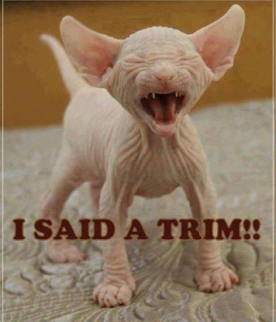 hairless cat funny - I Said A Trim