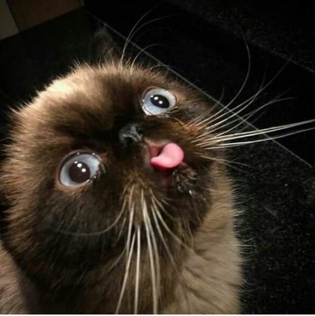 derpy cat tongue out
