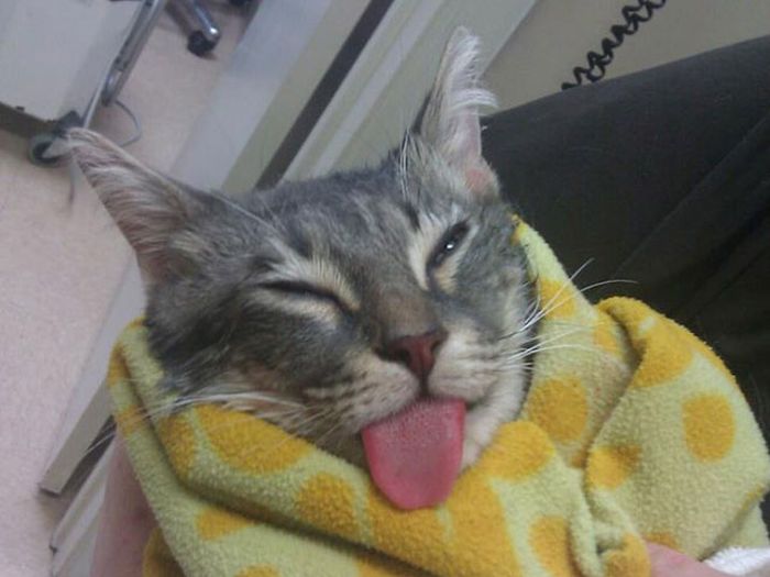 derpy cat sleeping with their tongues out
