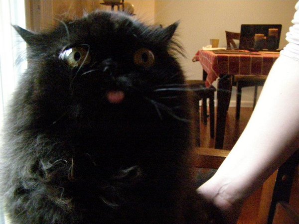 derpy cat black cat