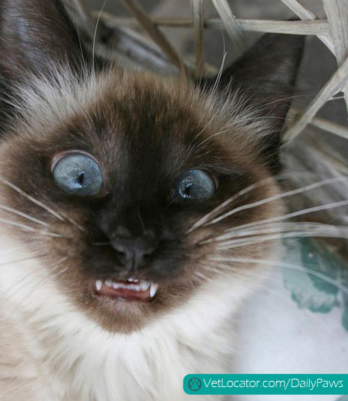 derpy cat derp face - VetLocator.comDailyPaws