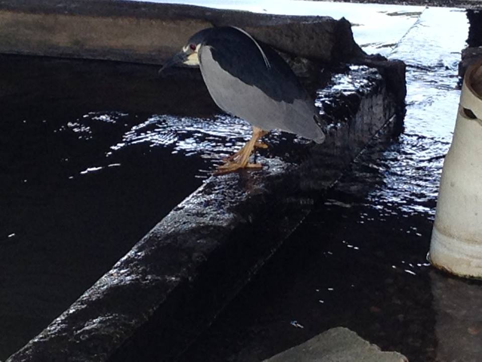 This brooding bird who just wants to be left alone is a little of all of us.