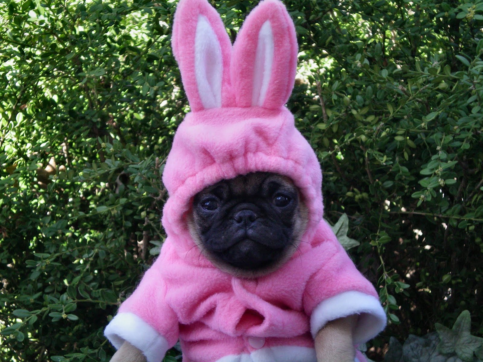 Why do people dress their pets up for Easter?