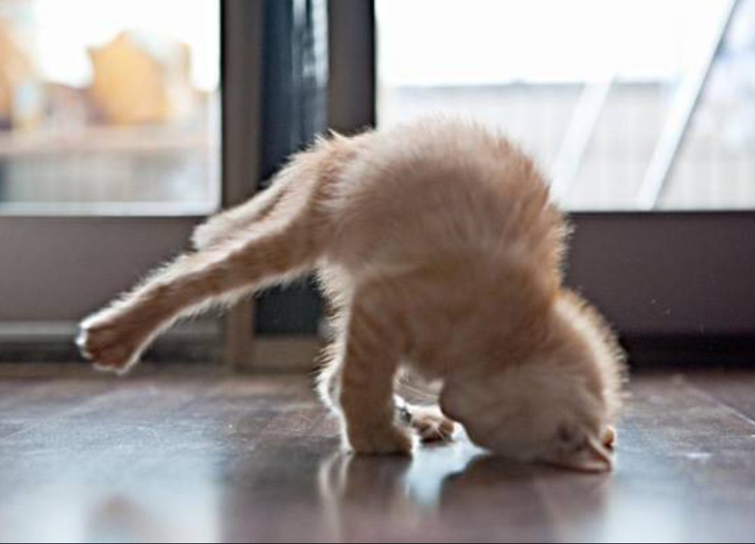 Yoga kitty relaxes after a long day