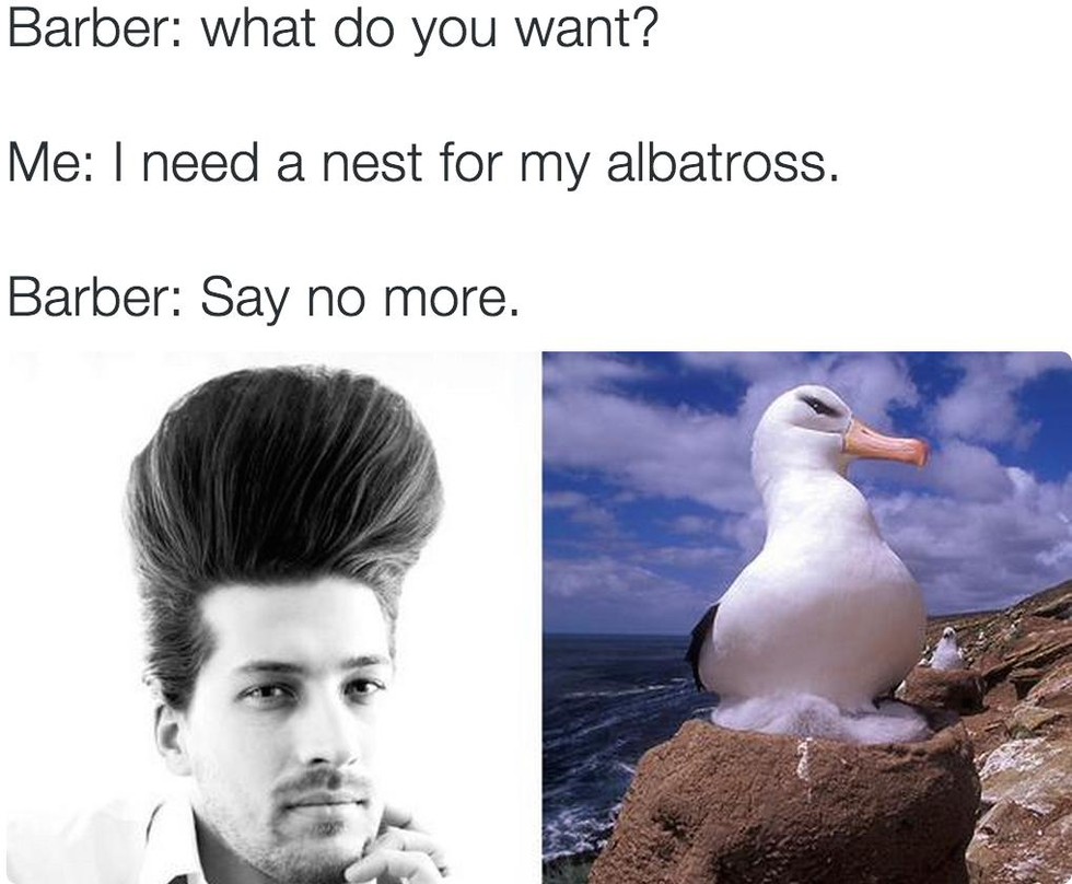 say no more more barber - Barber what do you want? Me I need a nest for my albatross. Barber Say no more.