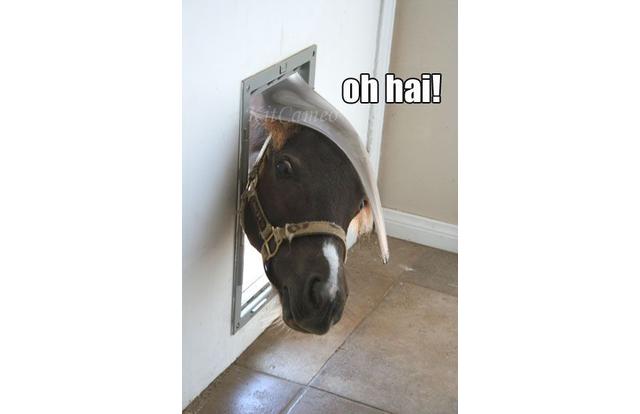 Cute Animals: oh hai horse - oh hai!