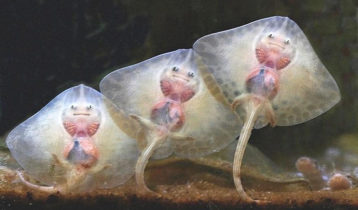 Cute Animals: baby stingray