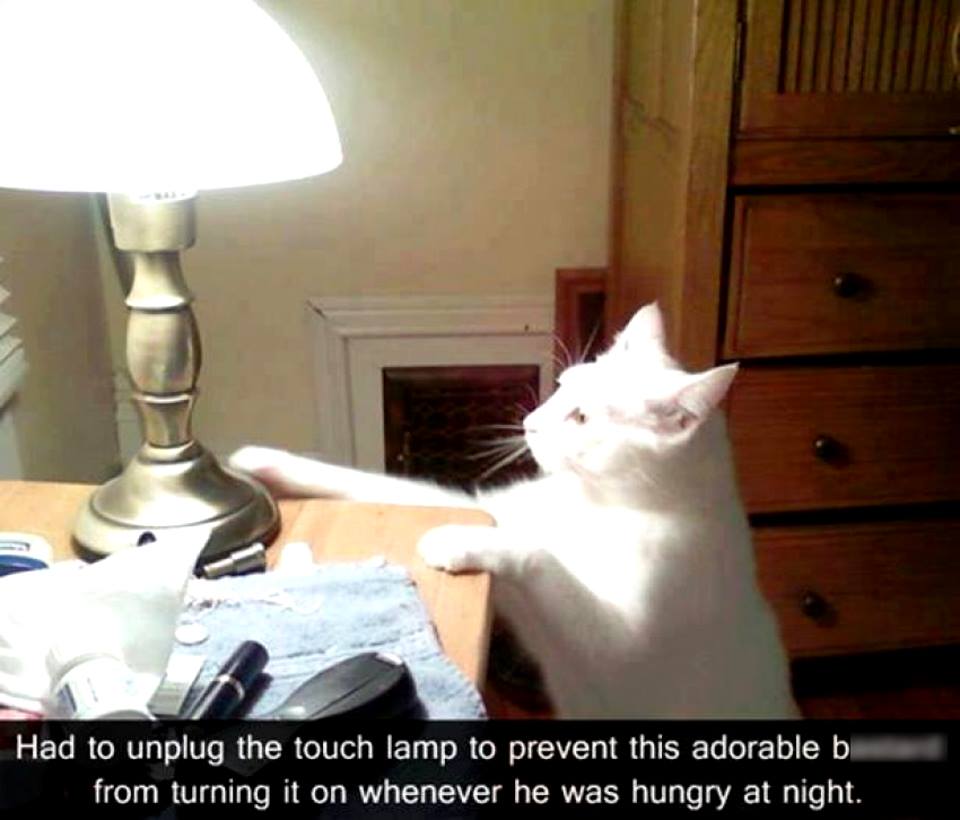 Cute Animals: cat touch lamp - Had to unplug the touch lamp to prevent this adorable by from turning it on whenever he was hungry at night.