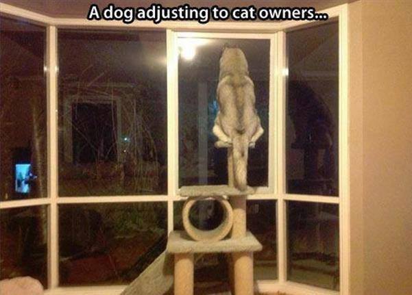 Cute Animals: dog who thinks he's a cat - Adog adjusting to cat owners...