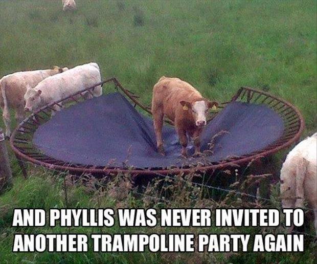 Cute Animals: funny cow - And Phyllis Was Never Invited To Another Trampoline Party Again