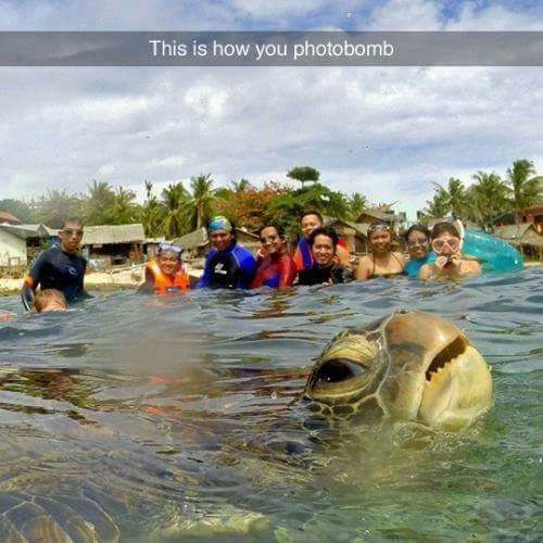 Cute Animals: turtle photobomb meme - This is how you photobomb