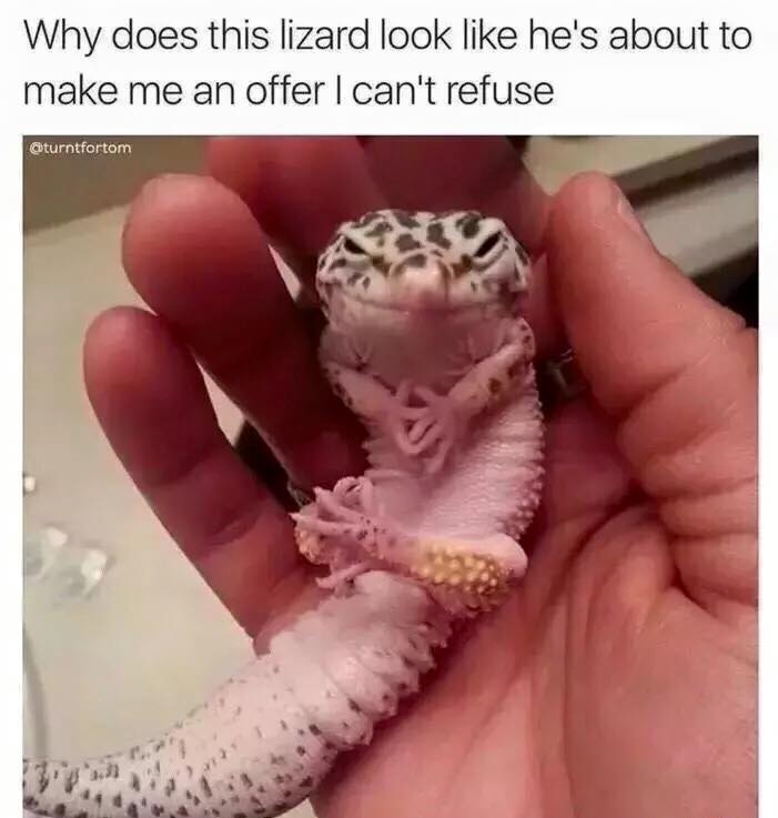 Cute Animals: lizard offer i can t refuse - Why does this lizard look he's about to make me an offer I can't refuse