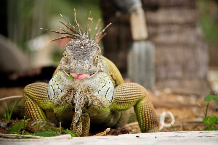 Cute Animals: iguana