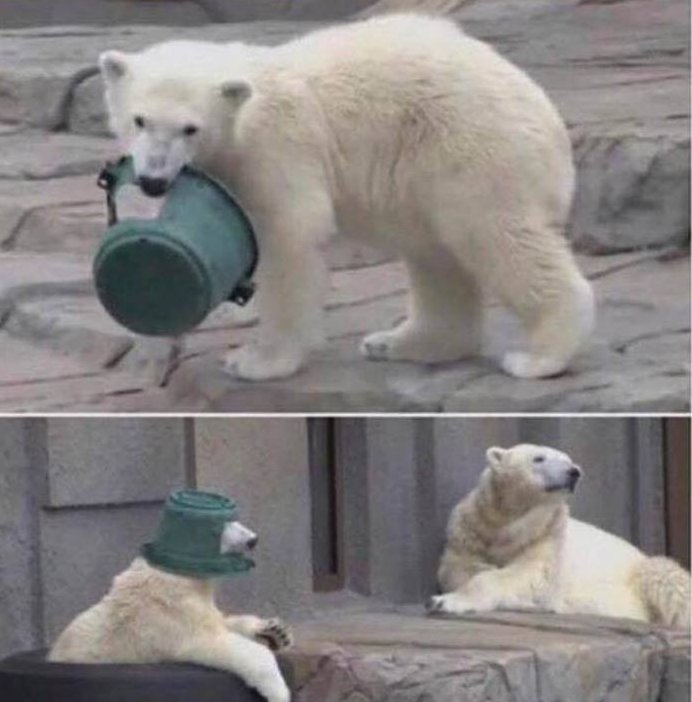 Cute Animals: polar bear helmet
