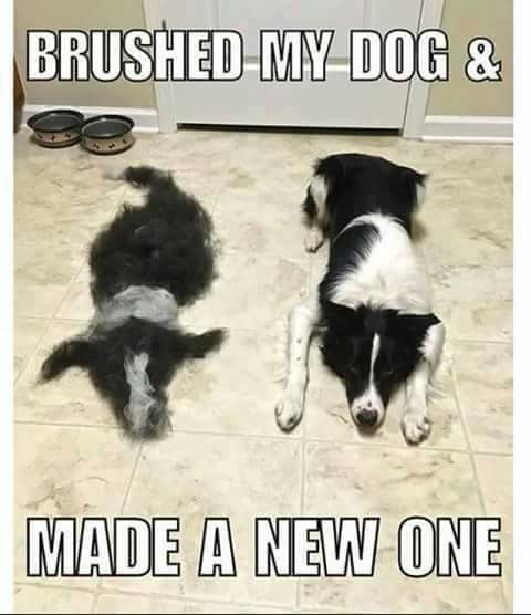 Cute Animals: funny dog memes - BrushedMyDog & Made A New One