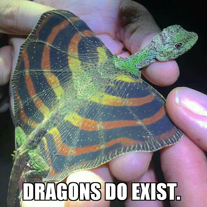 Cute Animals: Dragons Do Exist.