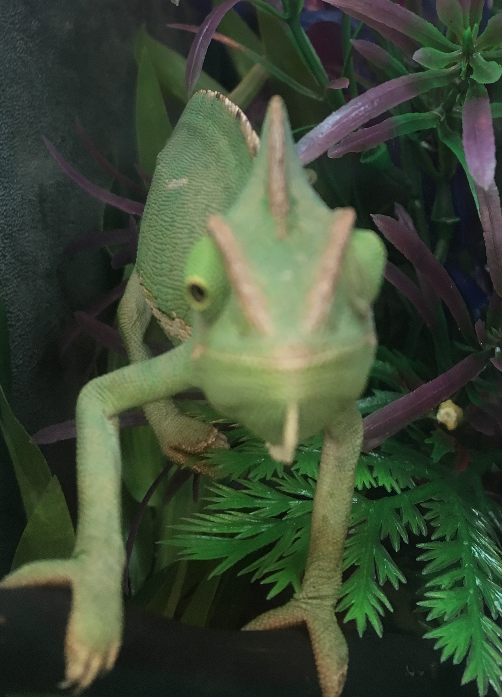 Cute Animals: chameleon