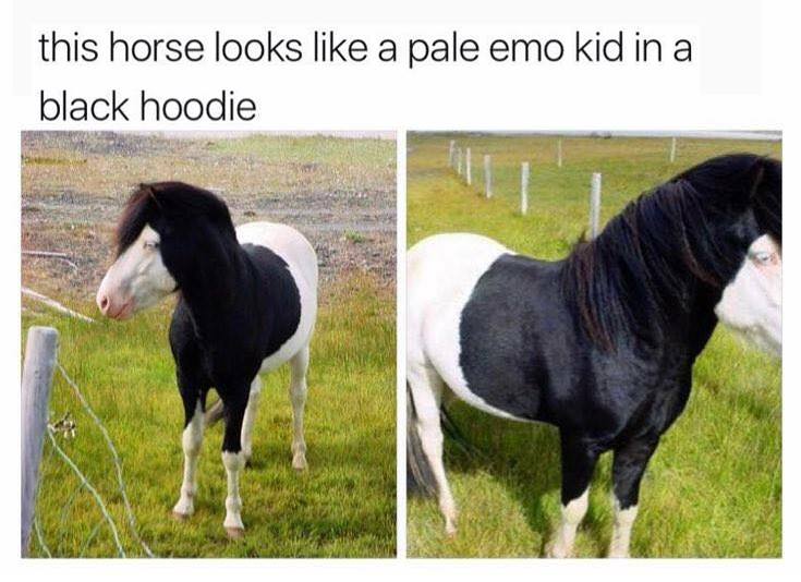 it's not a phase mom meme - this horse looks a pale emo kid in a black hoodie