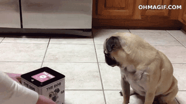 Don't be embarrassed little pug, I still have this same reaction every. damn, time (toaster oven too).