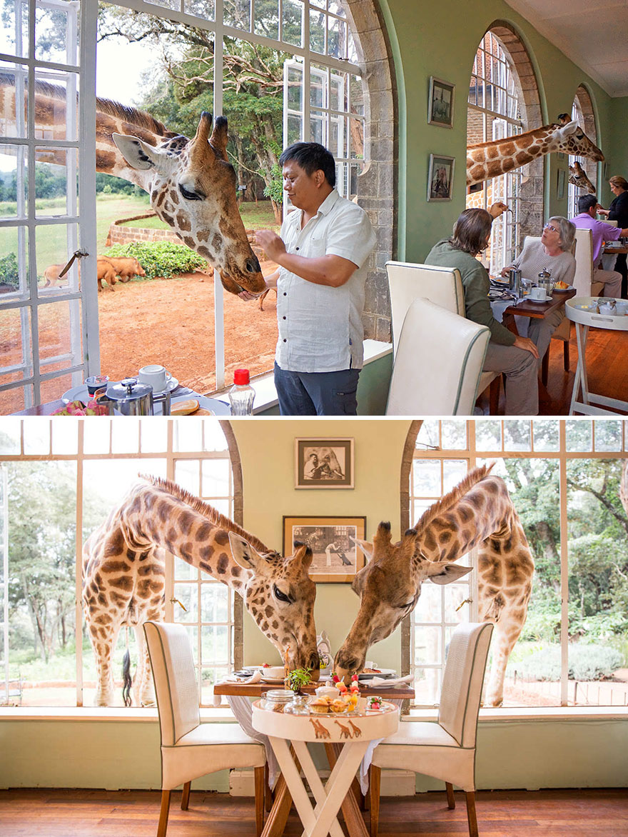 restaurant where giraffes eat with you