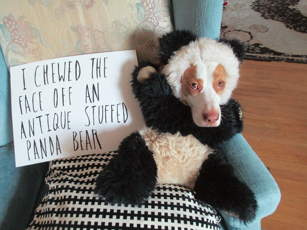 Animal shaming