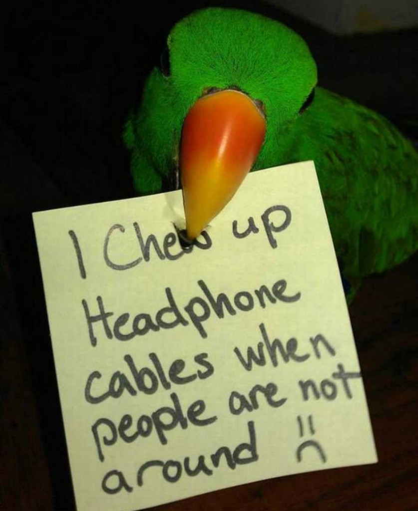 Animal shaming