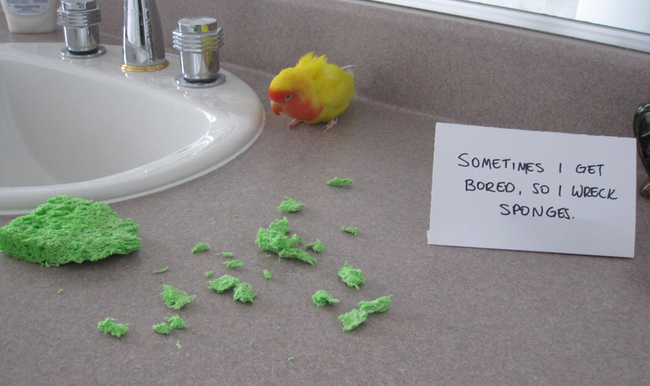 A simple fix would be some bird toys, I hope that person really needed that sponge