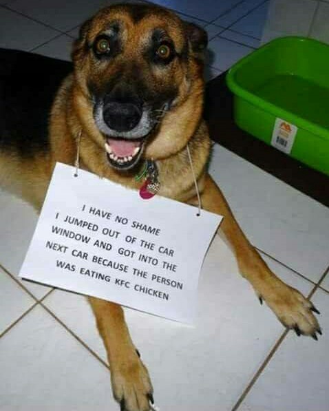 Animal shaming