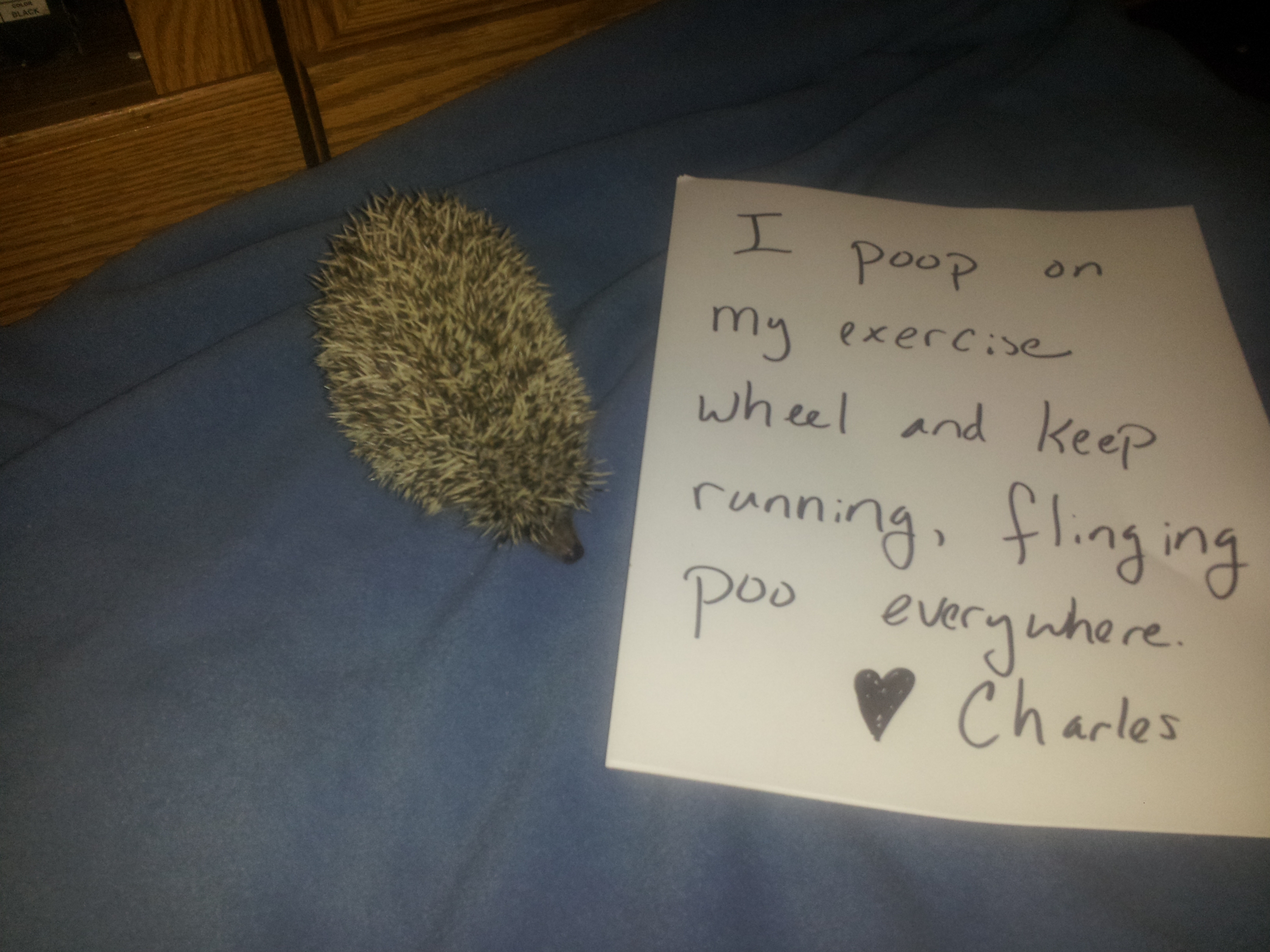 Animal shaming