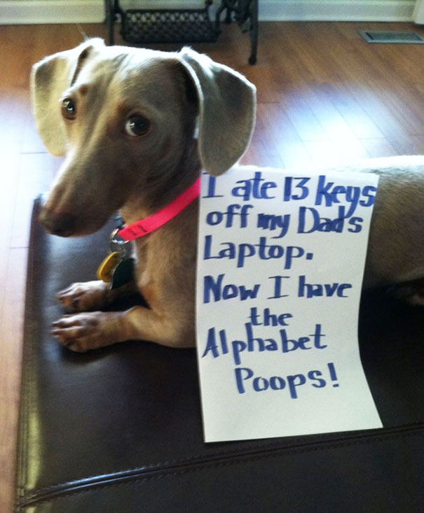 Animal shaming