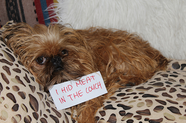 Animal shaming