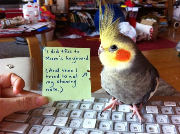 Animal shaming