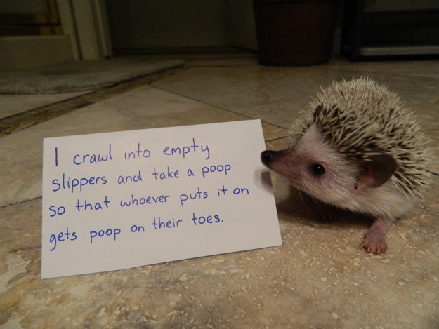 Animal shaming