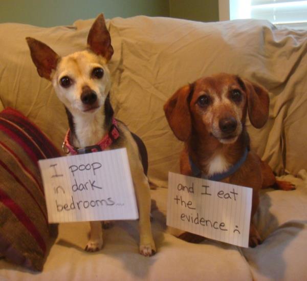 Animal shaming