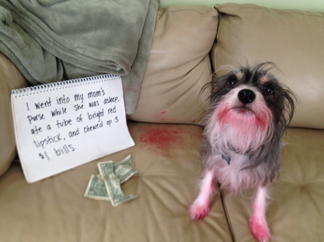 Animal shaming