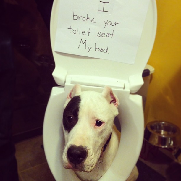 Animal shaming