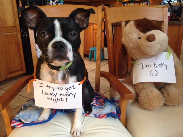 Animal shaming