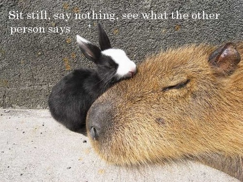 cute capybara - Sit still, say nothing, see what the other person says